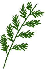 Fototapeta premium branch of rosemary
