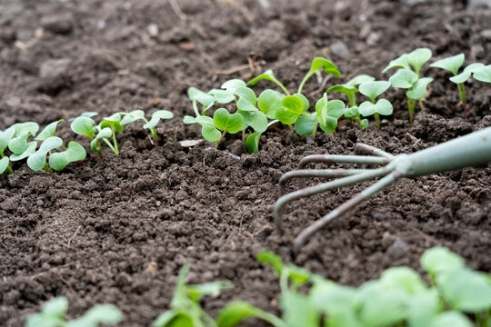 Green Seedlings Growing in Rich Soil with Gardening Tool Nearby, Showcasing the Early Stages of Plant Growth and Nurturing Care in a Garden Setting