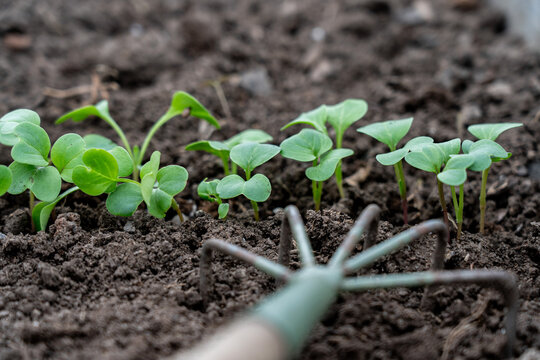 Nurturing Seedlings: A Close-Up Look at Young Plants Emerging from Fertile Soil in a Garden Environment