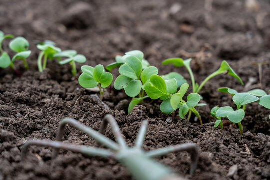 A Close-Up View of Vibrant Green Seedlings Emerging from Rich, Dark Soil in a Lush Garden Setting, Displaying Their Health and Potential for Growth