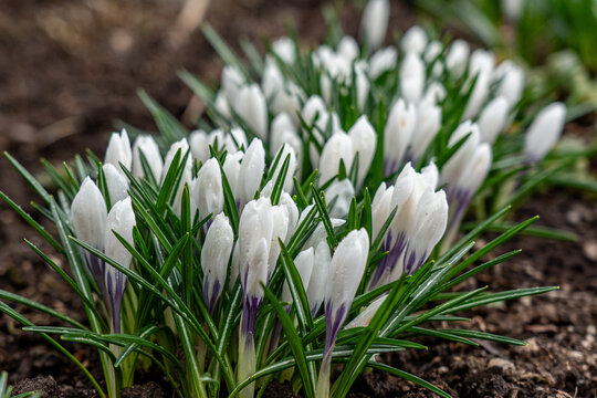 A Beautiful Cluster of White Crocus Blooms Emerging from the Soil, Surrounded by Lush Green Leaves in Early Spring's Refreshing Embrace
