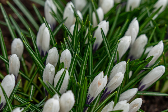 Delicate White Crocus Blooms Emerging from Lush Green Grass Surrounded by Nature's Beauty in a Springtime Setting