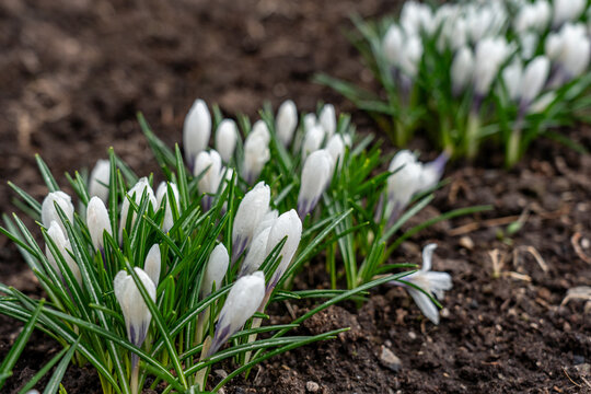 Vibrant Crocus Flowers Emerging from Dark, Fertile Soil, Showcasing Early Signs of Spring in Blooming Garden Bed