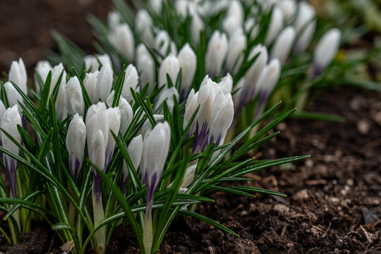 A Close-Up View of Blooming White Crocus Flowers Emerging from Earth, Surrounded by Lush Green Foliage, Signaling the Arrival of Spring's Beauty