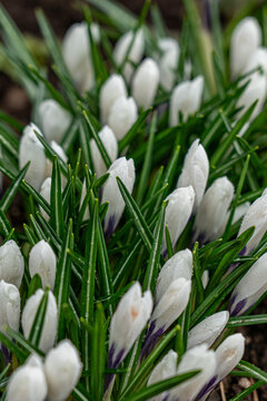 A Close-Up View of Delicate White Crocus Flowers Emerging from Lush Green Leaves, Showcasing Nature's Spring Awakening and Timeless Beauty