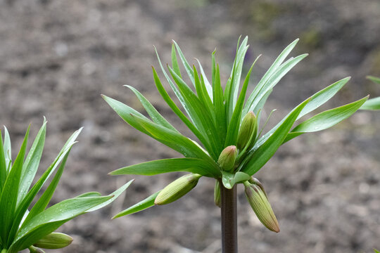 Vibrant Green Plant with Emerging Buds Reflects Nature's Beauty and Resilience in a Flourishing Garden Setting Full of Life