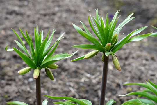 Vibrant Green Plant Buds Surrounded by Rich Soil with Emerging Leaves, Showcasing Nature's Growth and Renewal in Early Spring