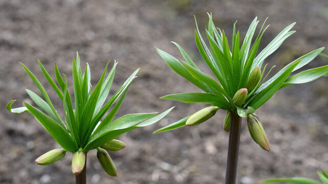 Vibrant Green Budding Plants Displaying Fresh Leaves and Flower Buds in a Natural Garden Environment