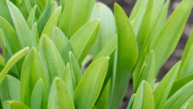 Vibrant Green Leaves: A Close-Up View of Lush Plant Growth with Striking Textures and Natural Beauty in a Garden Setting