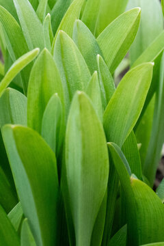 Lush Green Leaves Displaying Vibrant Texture and Freshness, Capturing Nature's Essence in a Close-Up View of Healthy Plant Growth