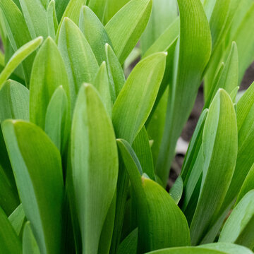 Lush Green Leaves in a Close-Up View: A Celebration of Nature's Freshness and Vibrancy Captured Through the Elegant Grace of Growing Plants