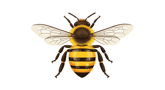 A highly detailed and realistic illustration of a fuzzy bumblebee in flight, captured from a top-down perspective on a white background.