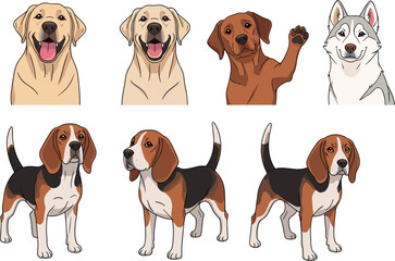 Dog breeds collection with different poses and expressions including labrador beagle and husky cartoon vector illustration set isolated on white background © Sanjida