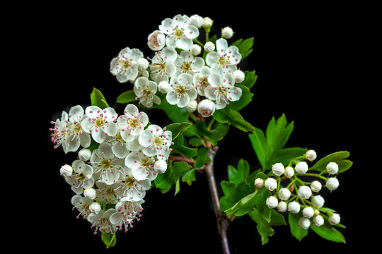 Flowers Bloom in Spring on Dark Background
