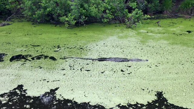 American Alligator, Alligator Mississippiensis, swimming through a pond of duckweed.