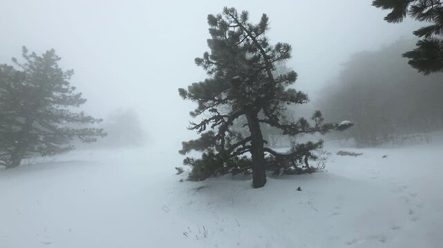 Quiet Winter Forest Setting. Isolated Pine Tree In Cold Foggy Snow Landscape With Distant Ridge. Lone Pine Amidst Snow And Fog In High Mountain