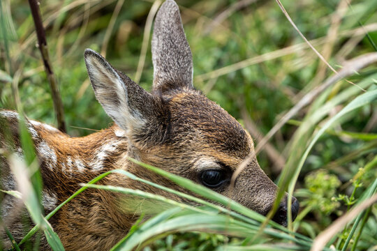 fawn in the grass.