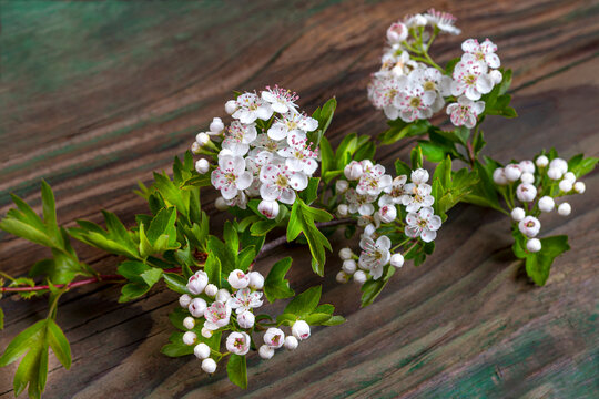 White Flowers on a Wooden Table With Green Leaves