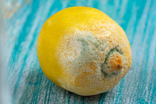Lemon Showing Signs of Mold on a Blue Surface