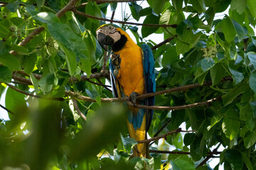 blue and yellow macaw © andre_zumak
