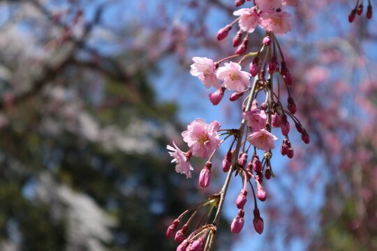 Weeping cherry blossoms against blue sky in spring Japan