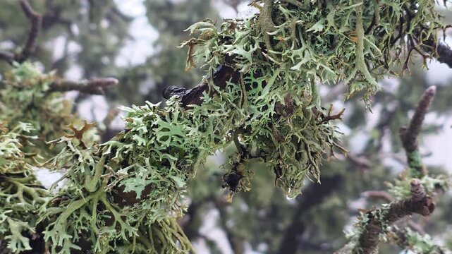 Closeup Of Moss And Lichen On Bark. Detailed Macro View Of Moss Growing On Twisted Bark Surface. Softfocused Image Capturing Pale Green Lichen Clinging To Wet Tree Bark In Misty Woods