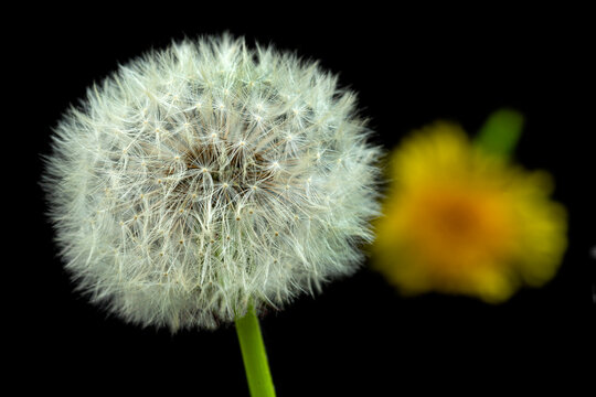 Dandelion and Flower Against Dark Background