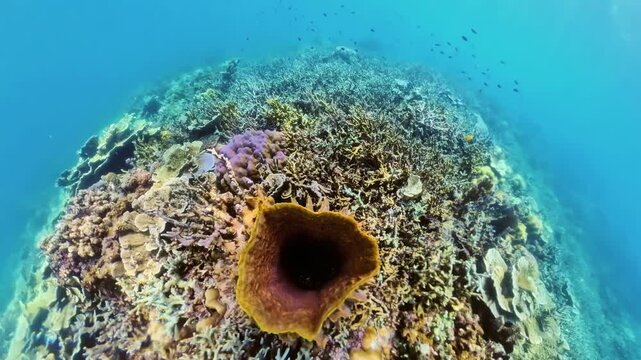 Camera entering yellow barrel sponge and then ascending to reveal stunning, wide coral reef in crystal-clear blue waters of Port Barton, famous snorkeling destination in Palawan island of Philippines