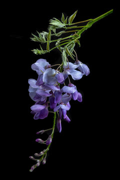 Purple Flowers Hanging on a Dark Background