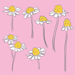 Obraz premium Whimsical chamomile doodle with pink background vector