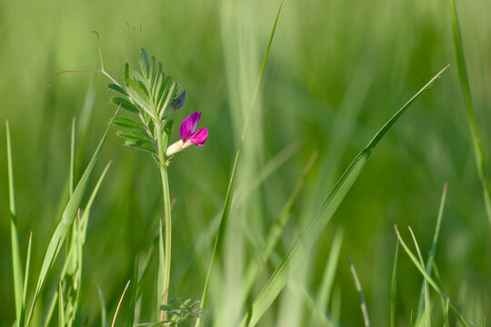 Common vetch wildflower in green grass close up