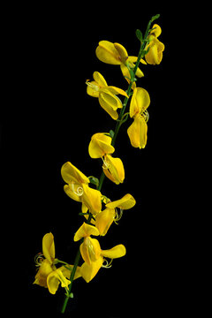 Yellow Flowers on a Black Background Stand Tall