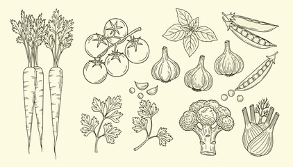 Collection of organic fresh garden vegetables and healthy cooking herbs in hand drawn vintage sketch style set vector illustration © Kanon Islam