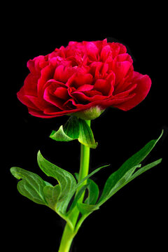 Red Flower Standing on a Green Stem With Leaves