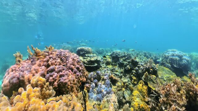 woman wearing snorkel fins mask swims with fishes in the protected Turtle Sanctuary in Port Barton. Summer beach vacation in Palawan, Philippines. Popular excursion: Tour A Island Hopping.