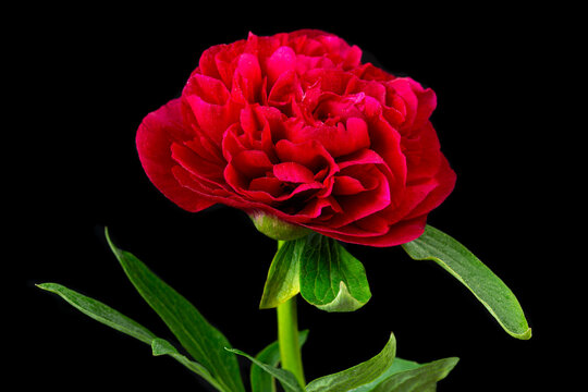 Bright Red Flower on Black Background