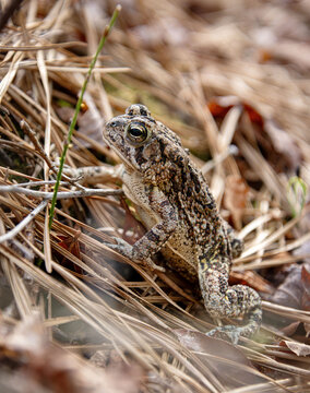 Anaxyrus fowleri Fowler's toad on pine needles litter blending in almost invisible camouflage with eyes and pattern details side view