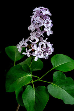 Lilac Flowers in Front of Dark Background