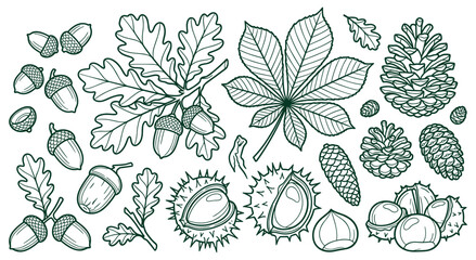 Hand drawn natural autumn elements including acorns, oak leaves, and pine cones. Botanical illustration in line art style. Decorative set for fall season design. © SADIKUR