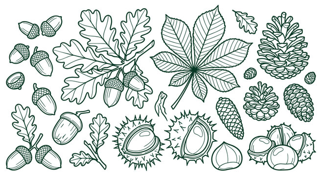 Hand drawn natural autumn elements including acorns, oak leaves, and pine cones. Botanical illustration in line art style. Decorative set for fall season design.