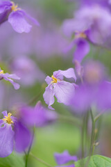 Fototapeta premium ムラサキハナナの花