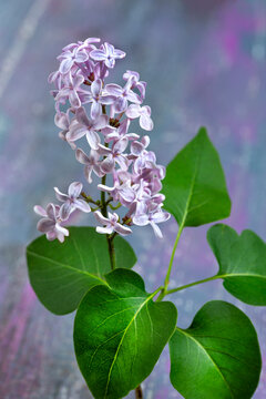 Flowering Lilac Branch With Green Leaves