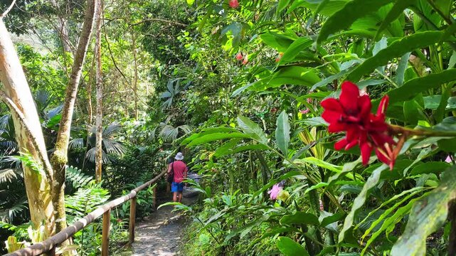Slow motion of a man walking a peaceful path in Minca, Colombia. Vibrant tropical flowers in the foreground with a healing green forest background. A serene forest bathing and wellness experience.