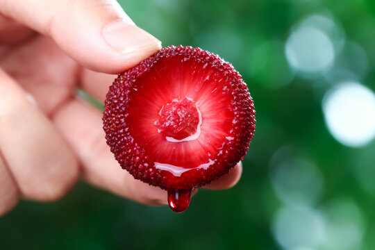 Hand holding sliced yangmei (waxberry) with dripping red juice, close-up against blurred green background