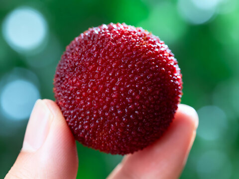 Hand holding fresh red yangmei (waxberry), close-up shot with blurred green background