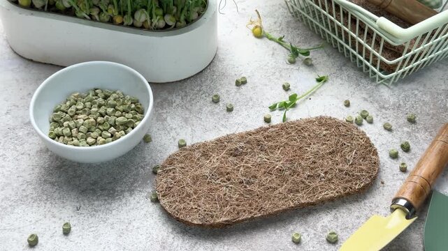 Pea microgreens sprouting on coconut coir mat