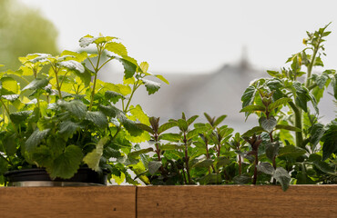 Close-up of a wooden planter box filled with different herbs growing on a balcony. Sustainable livin © vegefox.com