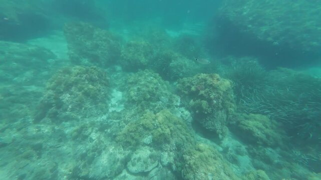 Underwater exploring rocky seabed and seaweed