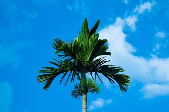 Areca nut in blue sky, Areca catechu, Areca nut palm, Betal nuts, Sri lankan
