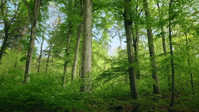 Lush green forest panning shot with soft light. Scenic woodland on a spring or summer day.
